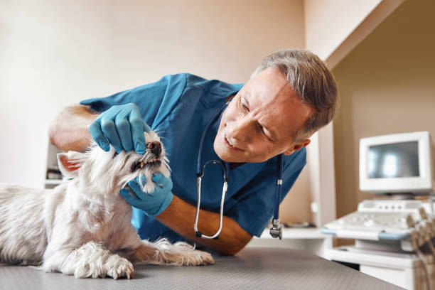 Best Emergency Root Canal Therapy in St Michael, MN